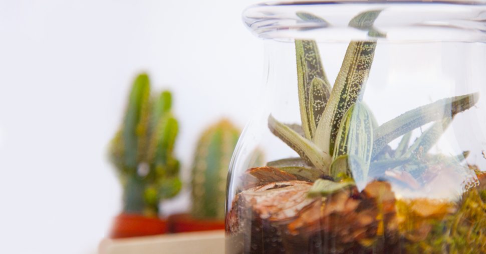 Le DIY du mercredi: le terrarium