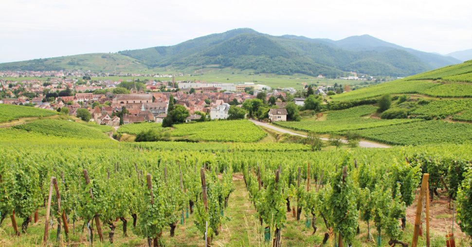 Qui sont les DIVINES d’Alsace ?