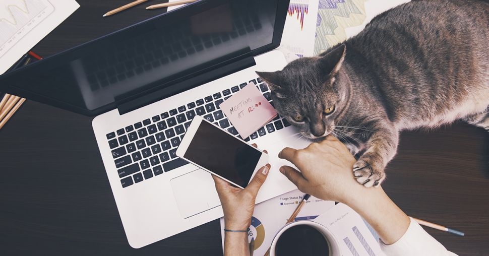 Animaux au bureau : sont-ils la solution pour lutter contre le stress ?