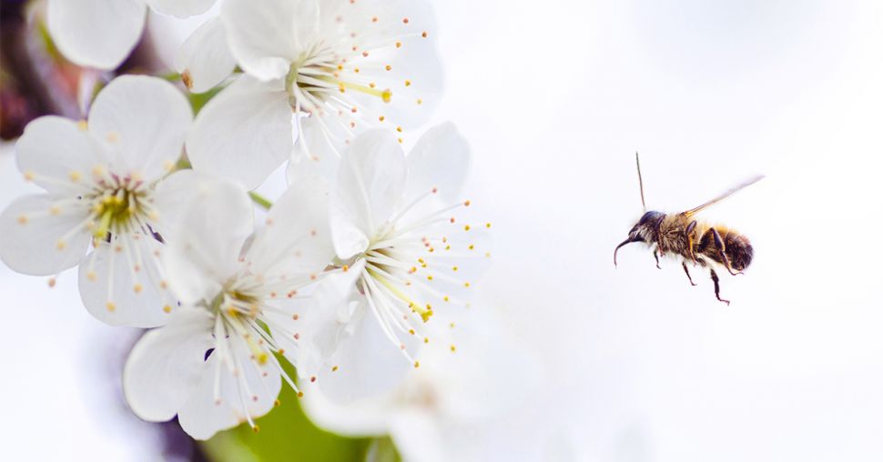 NUXE x Le Louvre : une jolie collaboration pour protéger les abeilles