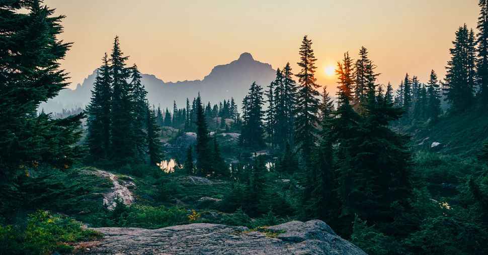 La vie secrète des arbres: le roman fascinant qui nous fait voir la vie autrement