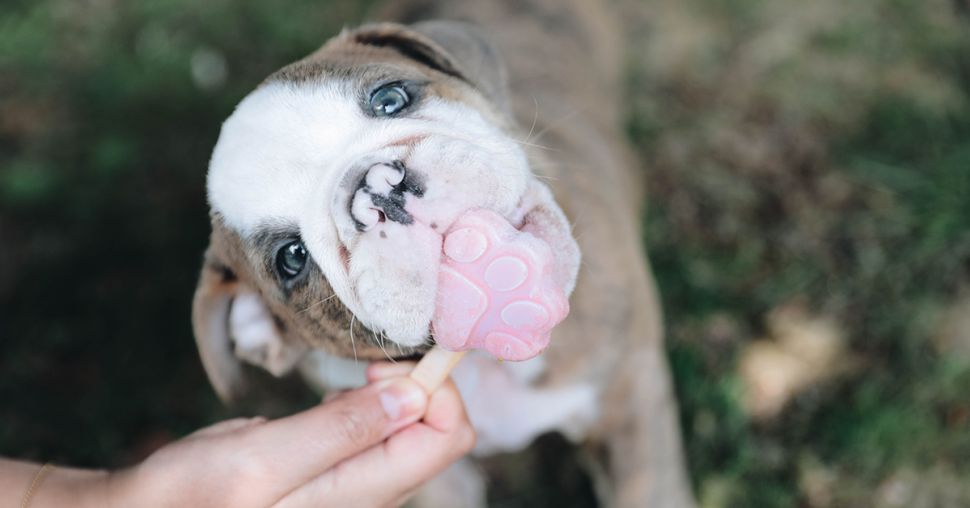 Smoofl : des glaces spécialement conçues pour les chiens (VIDEO)