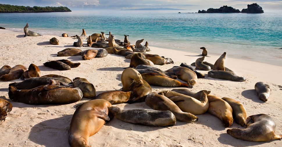 8 voyages incroyables pour découvrir la faune sauvage