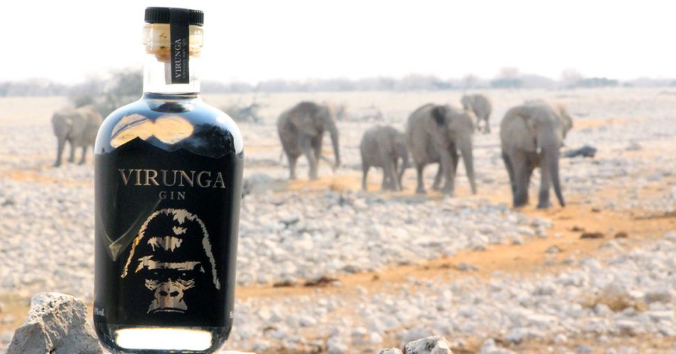 Virunga: le Gin qui aide à sauver les gorilles en voie de disparition