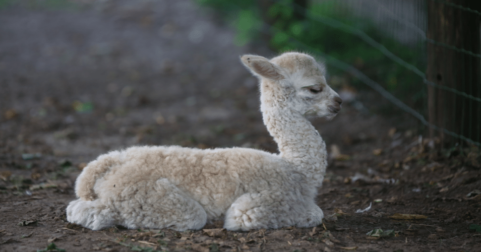 Pairi Daiza : quels sont les bébés animaux à rencontrer cet été ?