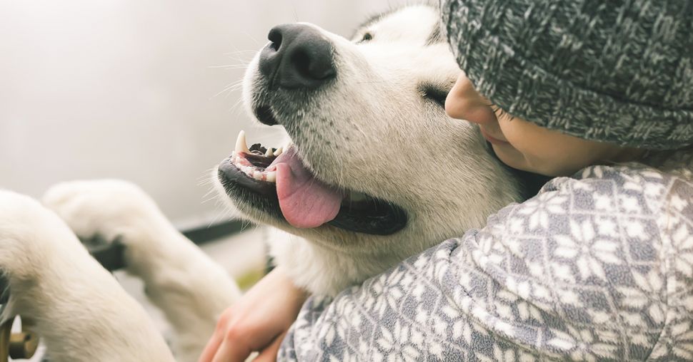 Près d’un tiers des Belges préfèrent rompre avec leur partenaire que de se séparer de leur chien