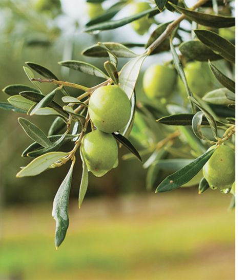 N.A.E. la marque de beauté bio inspirée de l’Italie enfin dispo en Belgique