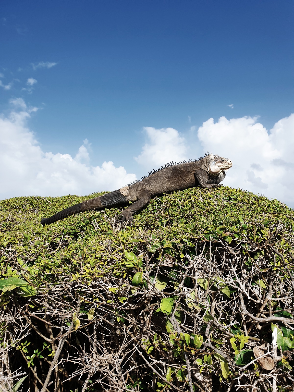 Guadeloupe