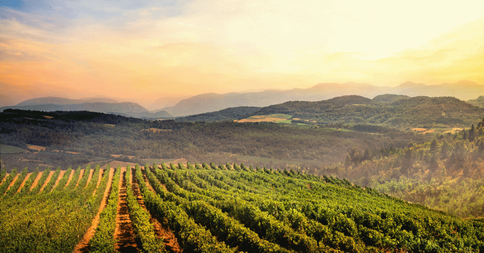 Gérard Bertrand : le vin bio et l’avenir de la viticulture