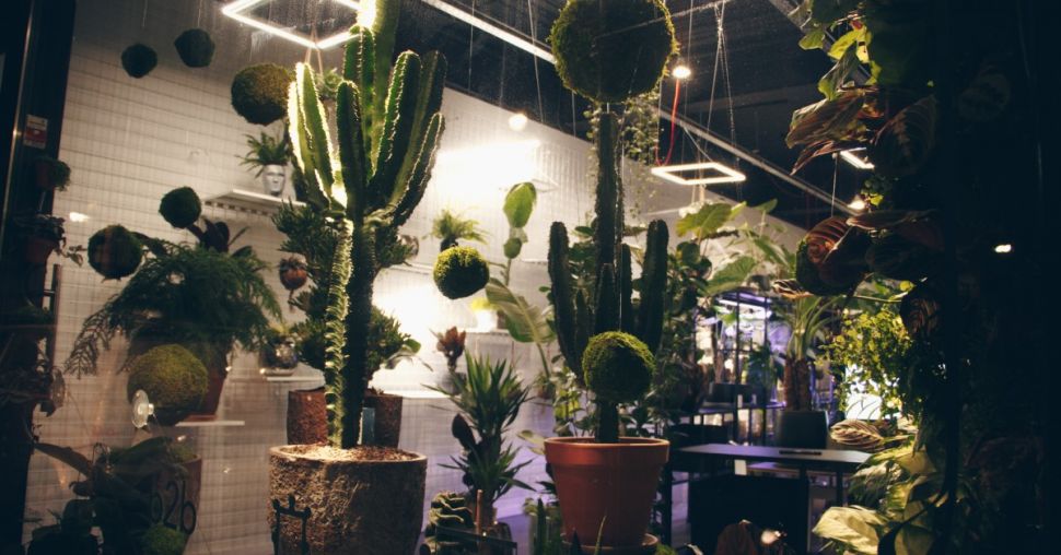 JungleLab : le concept-store qui garde nos plantes en bonne santé