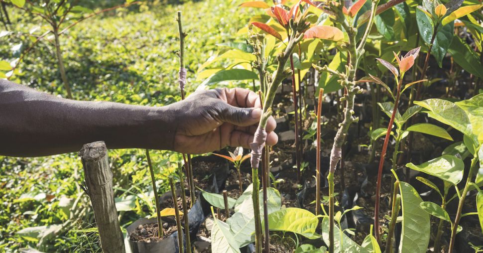 Treedom : la plateforme qui vous aide à planter des arbres de chez vous