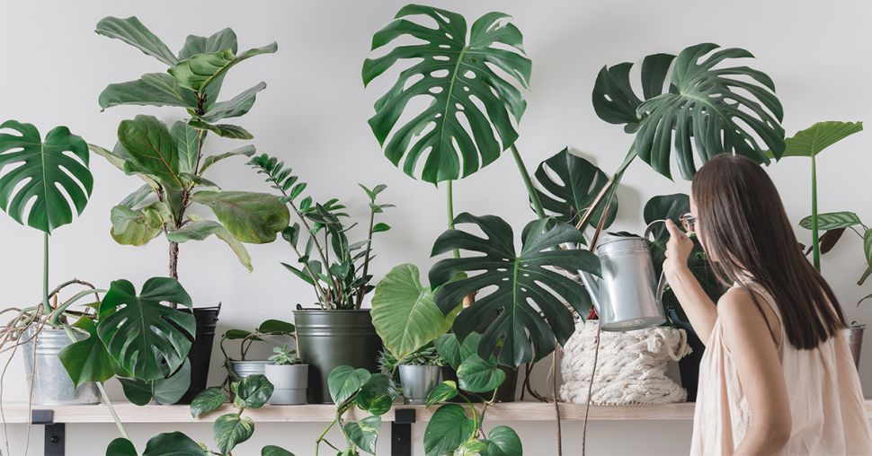 Top 13 des comptes Instagram pour les mordus de plantes