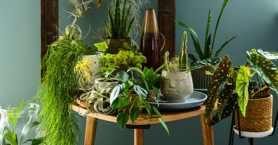 5 plantes d’intérieur qui ont la cote en 2021