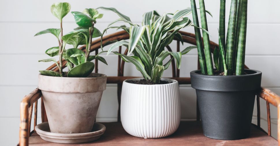 Shopping : les plus beaux cache-pots pour nos plantes d’intérieur