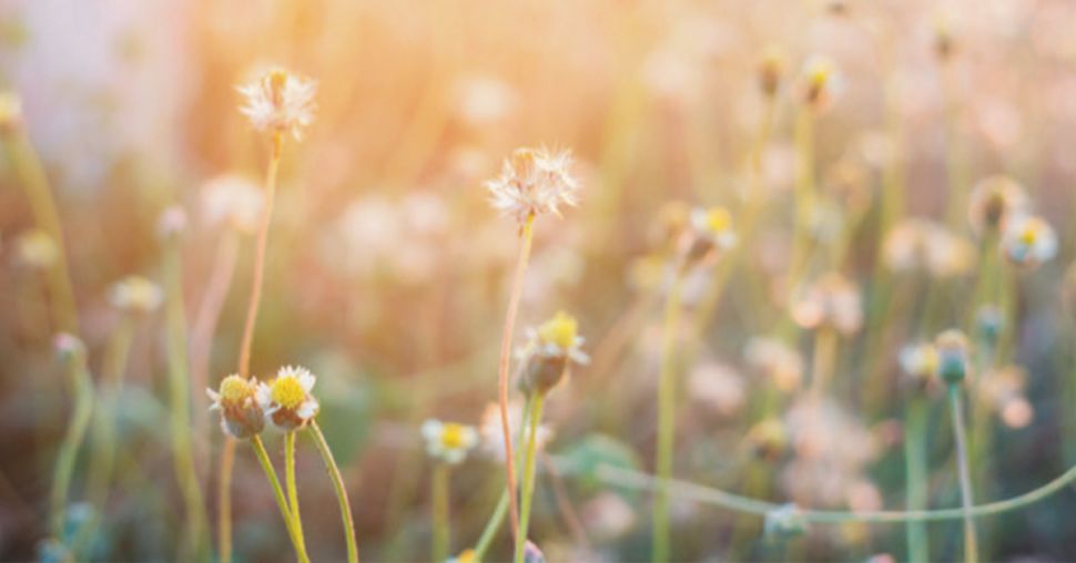 Interview : Chasseur de plantes, un métier rare et passionnant