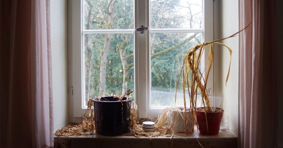 Comment arrêter de tuer vos plantes d’intérieur ?