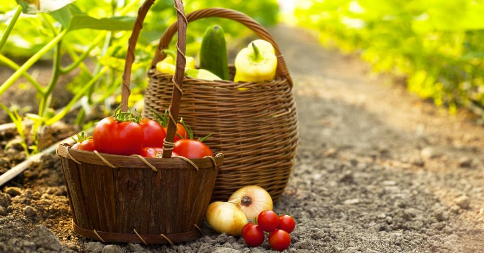 Que planter dans son potager en juillet ?