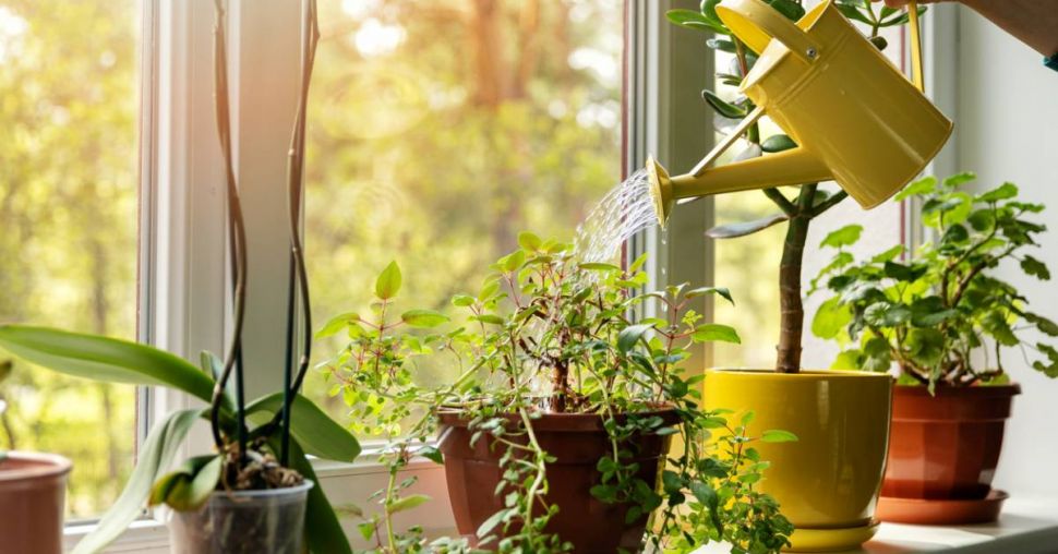 Plantes vertes à domicile : les bienfaits insoupçonnés