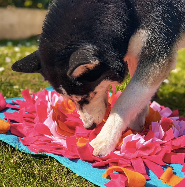 jouets anti-stress pour chiens