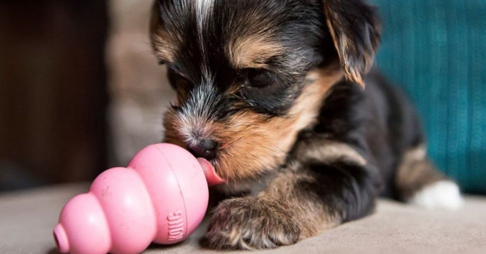 9 accessoires anti-stress pour chiens pour une rentrée sereine au bureau