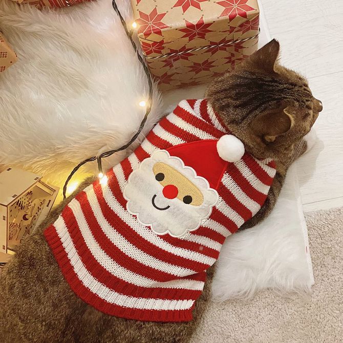 Ces 10 cadeaux sont parfaits pour gâter votre chat pour Noël