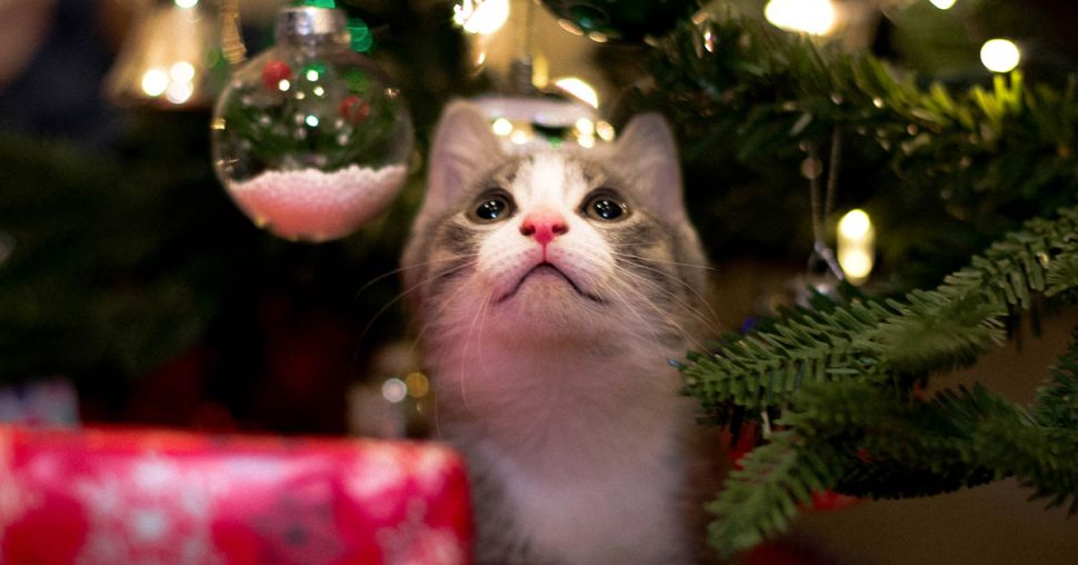 Wishlist : j’offre quoi à mon chat pour Noël ?