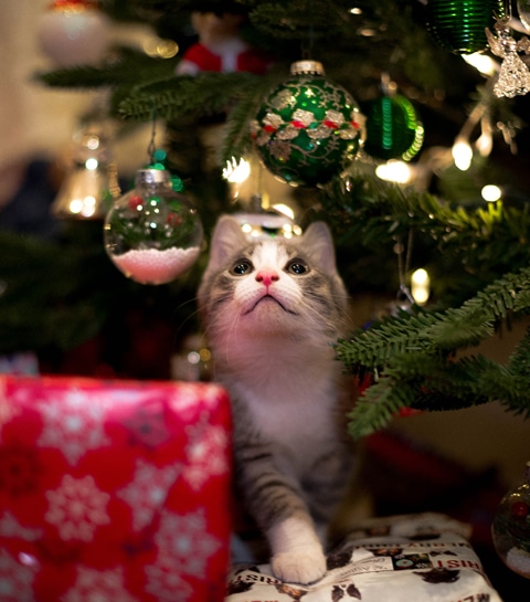 Le cadeau de Noël idéal pour votre chat