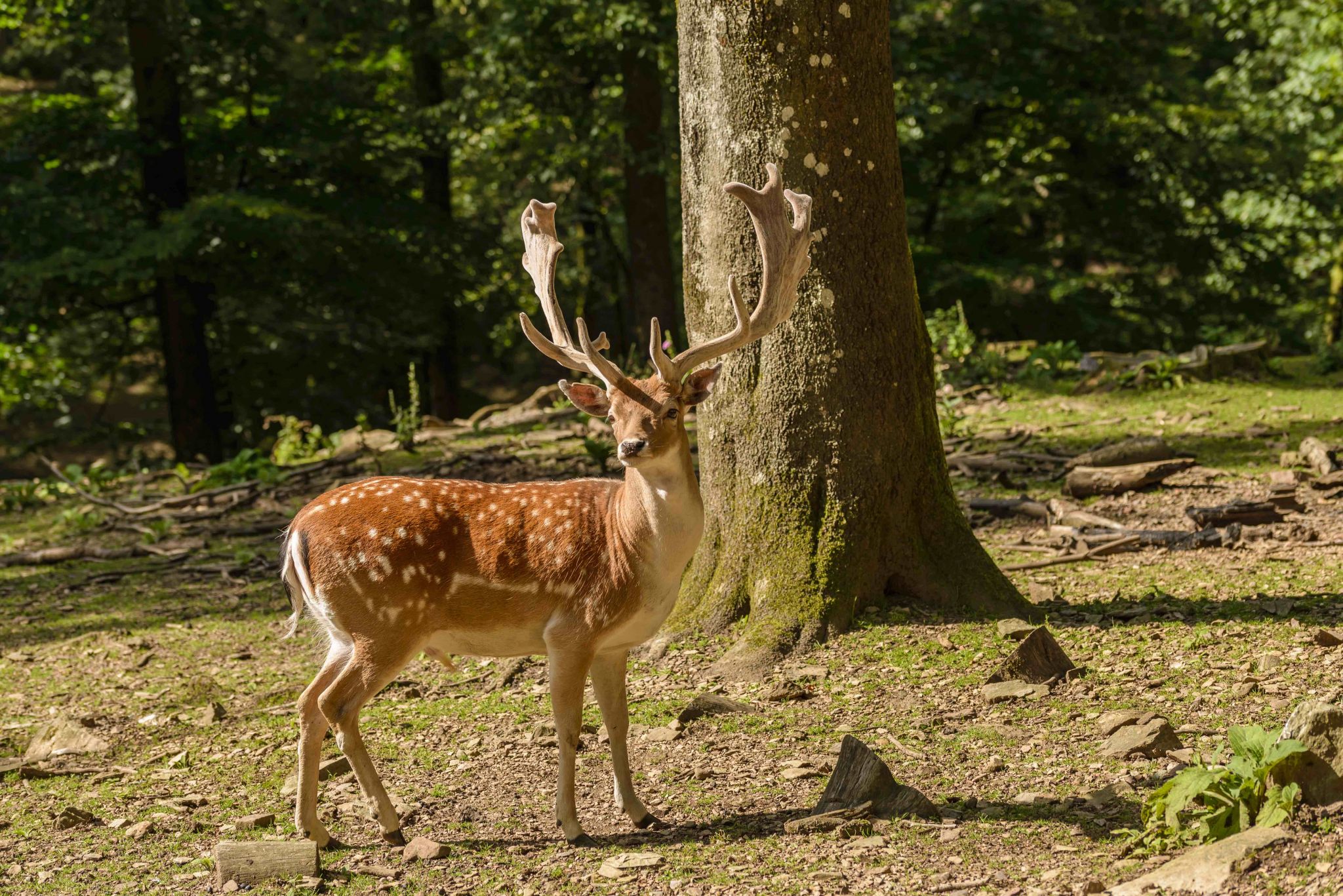 Parc à Gibier de Saint-Hubert