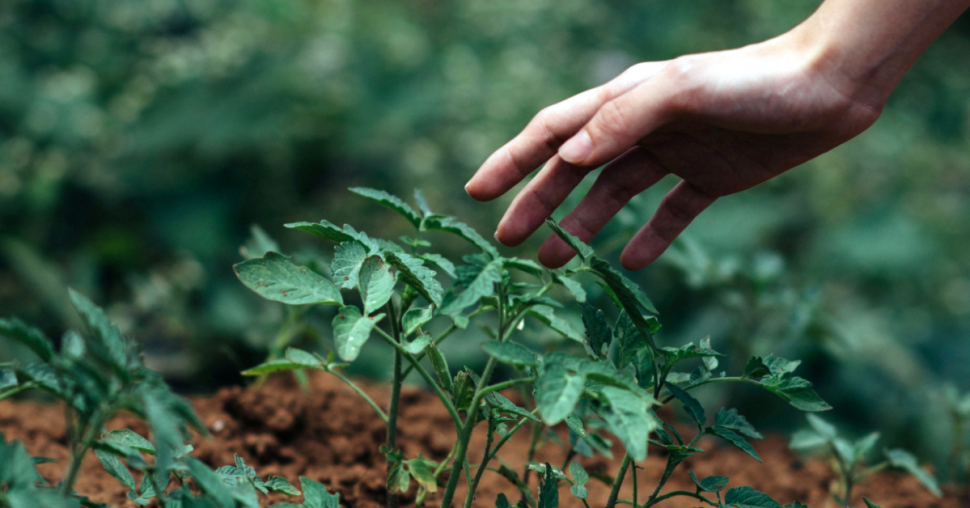 Jardin : 5 gestes essentiels pour créer un refuge pour la biodiversité