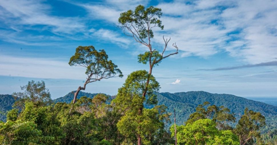 Coup de coeur : une bombe de bain pour sauver la forêt tropicale d’Indonésie