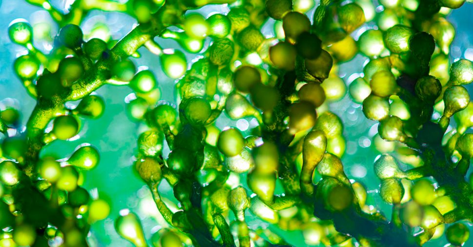 Chlorella Vulgaris : une algue révolutionnaire utilisée en cosmétiques