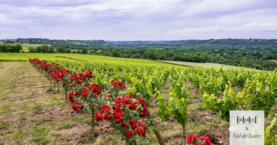 À la découverte des vins du Val de Loire : fraîcheur, grandeur et diversité