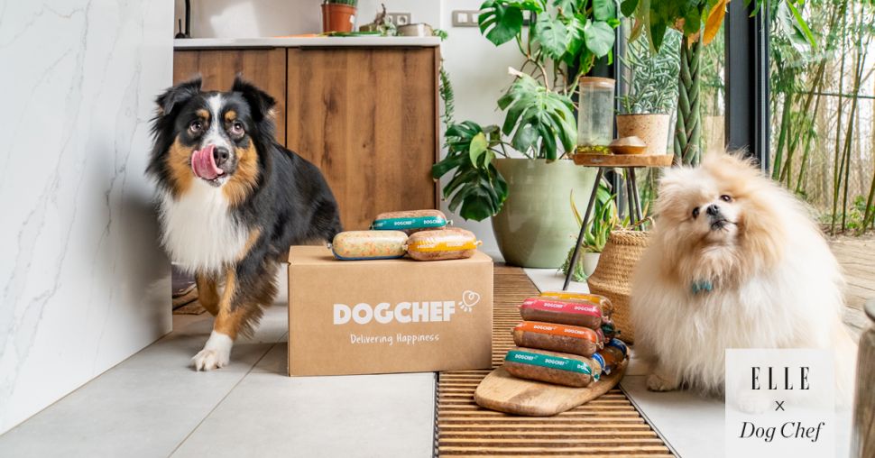 Des repas frais et naturels pour chien, livrés sur le pas de votre porte !