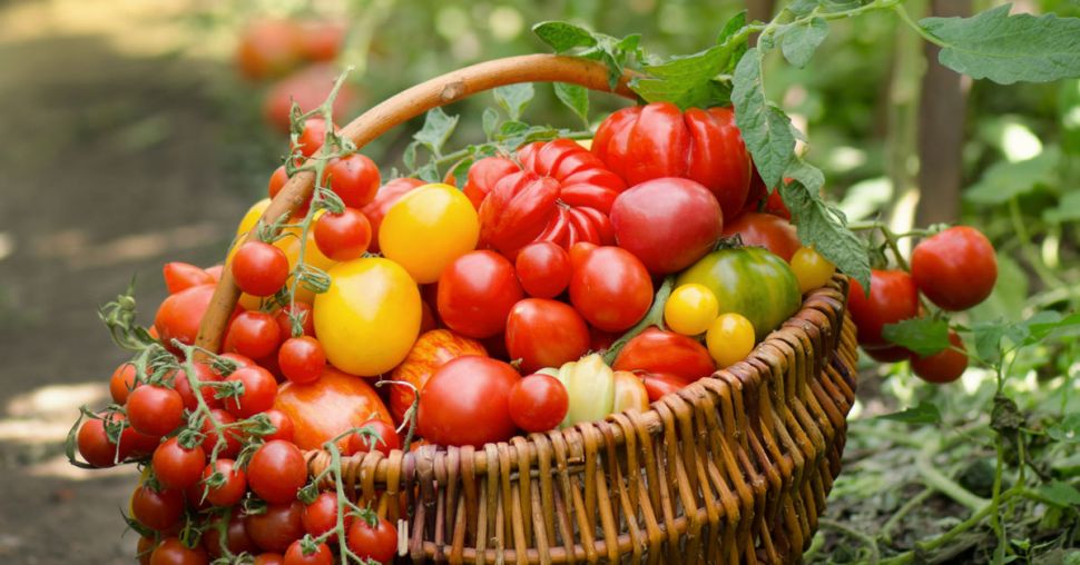 5 variétés de tomates à cuisiner et savourer