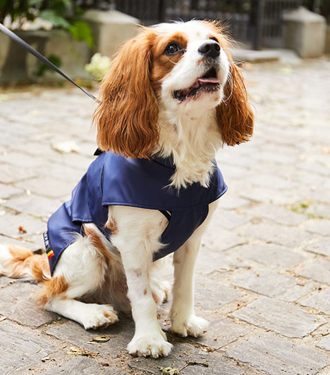 9 accessoires anti-stress pour chiens pour une rentrée sereine 