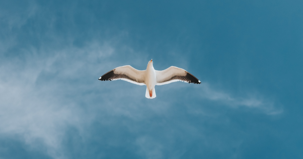 “Bird test” : la nouvelle théorie TikTok pour savoir si votre couple va fonctionner