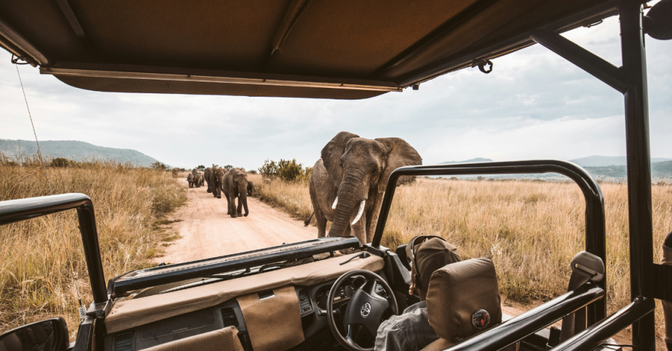 Envie d’un safari ? Voici nos conseils pour booker le séjour idéal