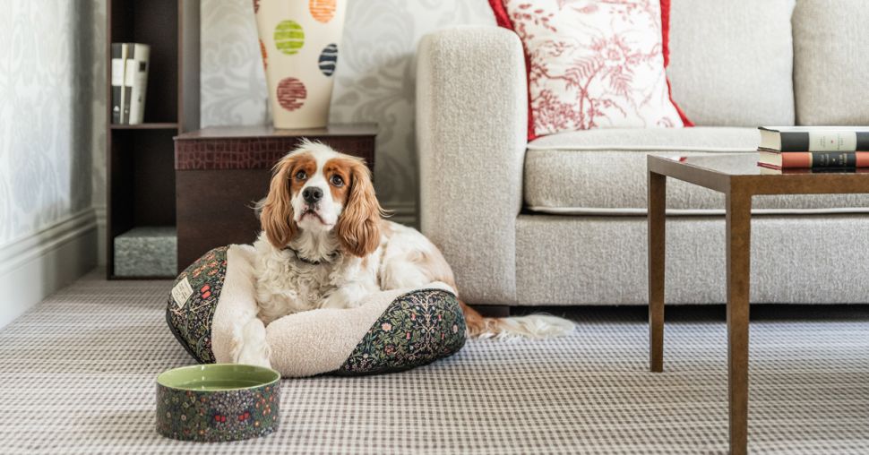 Cet hôtel propose un séjour de luxe à vivre avec votre chien