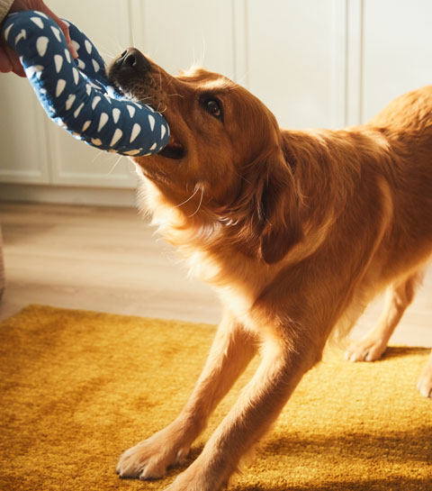 Jouet pour chien