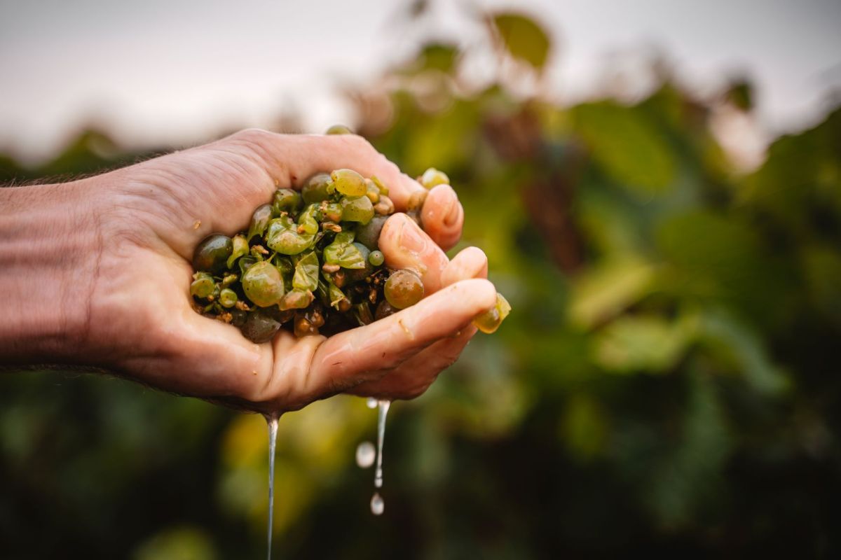 Raisins du domaine du chant d'éole