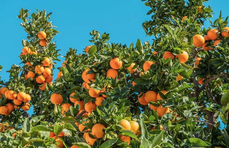 Comment agrémenter son jardin avec des arbres fruitiers hors du commun et originaux ?