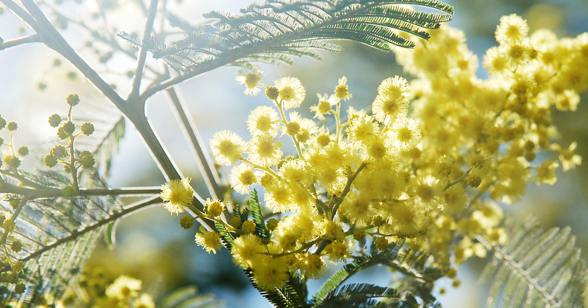 Fleurs de mimosa.