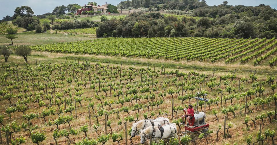 Château Castigno, paradis des oenophiles et fins gourmets