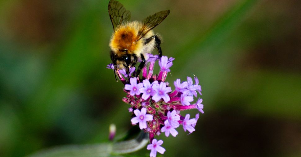 La Vallée de la Millière : une oasis de biodiversité désormais ouverte au public