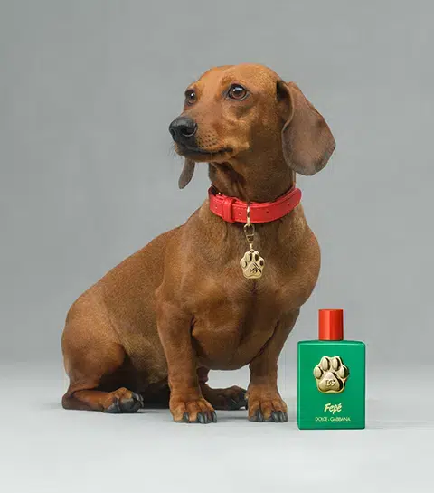 Dolce & Gabbana lance un parfum pour chiens