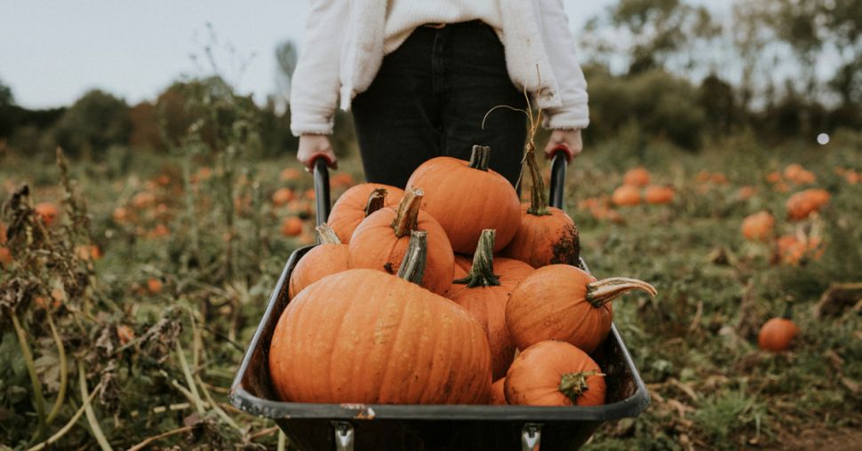 Halloween : 3 idées pour tout utiliser du potiron