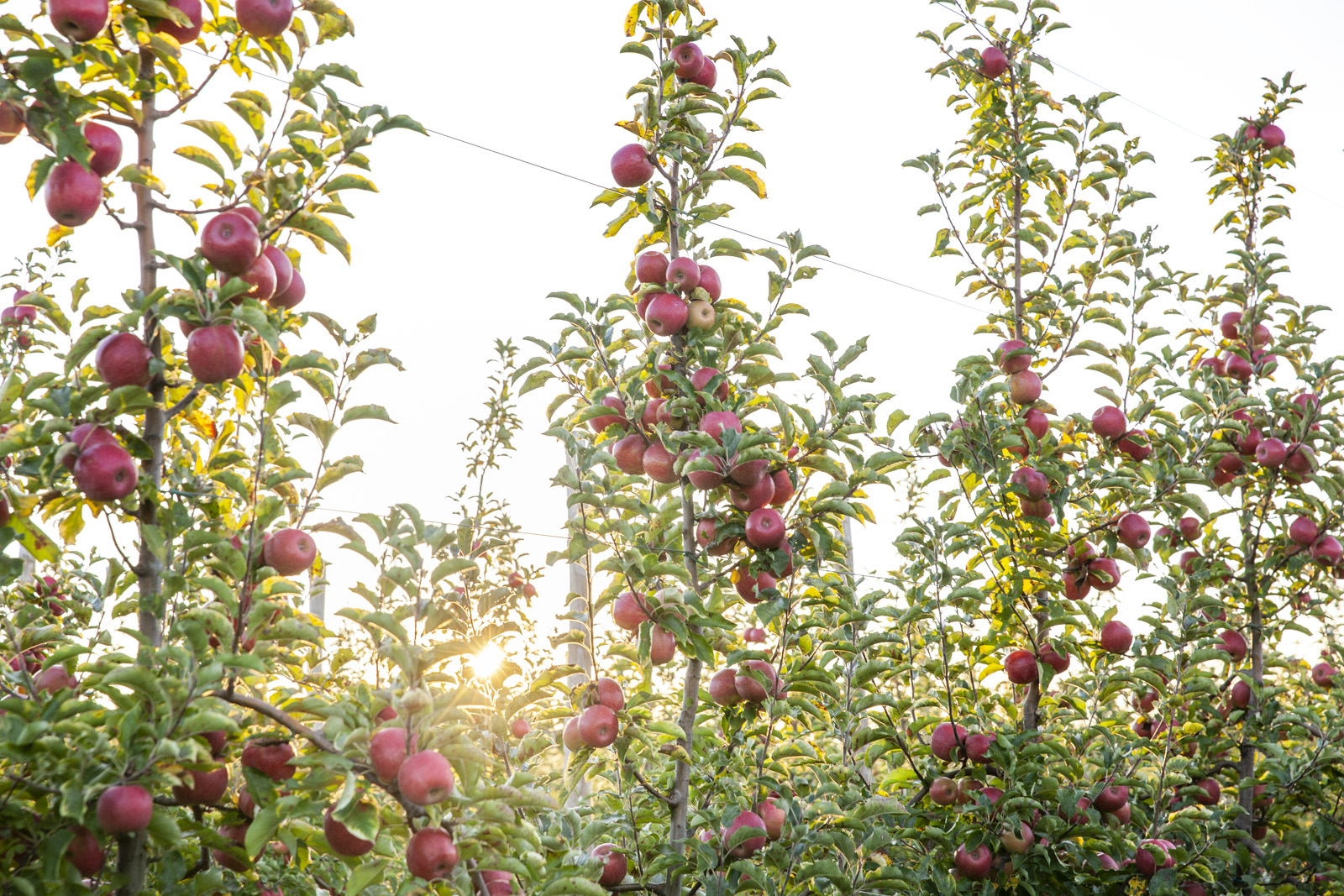 Richard Sprang - appelboomgaarden