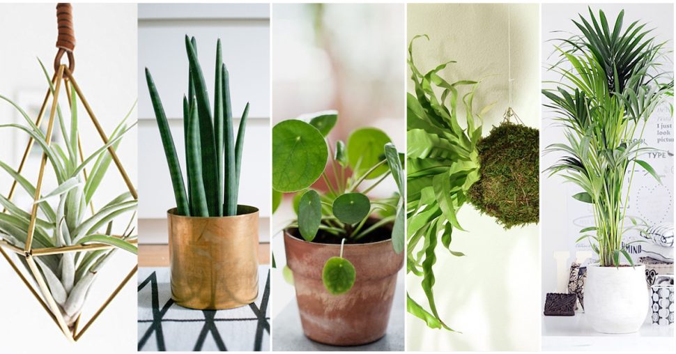 Shopping: de 5 it-planten van dit moment