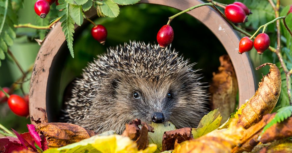 10 originele en überschattige dierenaccounts op Instagram