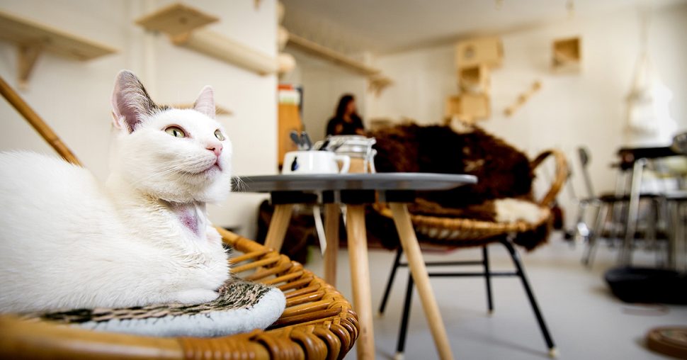 Waar vind je kattencafés in België?